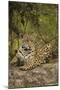 Jaguar Resting on Riverbank-Joe McDonald-Mounted Photographic Print