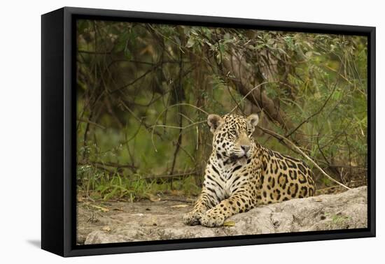 Jaguar Resting-MaryAnn McDonald-Framed Stretched Canvas