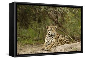 Jaguar Resting-MaryAnn McDonald-Framed Stretched Canvas
