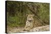 Jaguar Resting-MaryAnn McDonald-Stretched Canvas