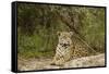 Jaguar Resting-MaryAnn McDonald-Framed Stretched Canvas