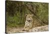 Jaguar Resting-MaryAnn McDonald-Stretched Canvas