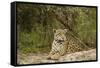 Jaguar Resting-MaryAnn McDonald-Framed Stretched Canvas