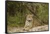 Jaguar Resting-MaryAnn McDonald-Framed Stretched Canvas