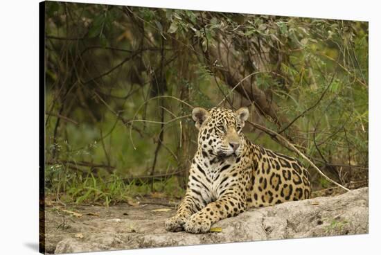 Jaguar Resting-MaryAnn McDonald-Stretched Canvas