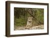 Jaguar Resting-MaryAnn McDonald-Framed Premium Photographic Print