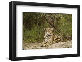 Jaguar Resting-MaryAnn McDonald-Framed Premium Photographic Print