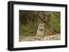 Jaguar Resting-MaryAnn McDonald-Framed Premium Photographic Print