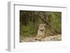 Jaguar Resting-MaryAnn McDonald-Framed Premium Photographic Print