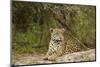 Jaguar Resting-MaryAnn McDonald-Mounted Premium Photographic Print