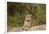 Jaguar Resting-MaryAnn McDonald-Framed Photographic Print