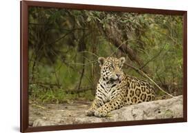 Jaguar Resting-MaryAnn McDonald-Framed Photographic Print