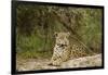 Jaguar Resting-MaryAnn McDonald-Framed Photographic Print