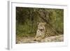 Jaguar Resting-MaryAnn McDonald-Framed Photographic Print