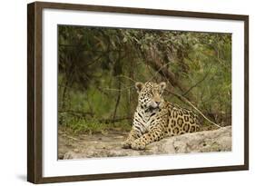 Jaguar Resting-MaryAnn McDonald-Framed Photographic Print