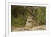 Jaguar Resting-MaryAnn McDonald-Framed Photographic Print