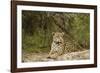 Jaguar Resting-MaryAnn McDonald-Framed Photographic Print