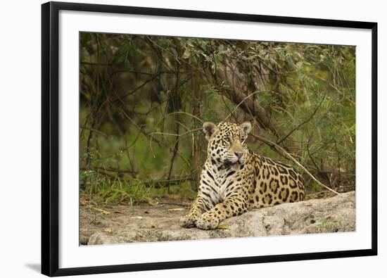 Jaguar Resting-MaryAnn McDonald-Framed Photographic Print