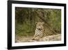 Jaguar Resting-MaryAnn McDonald-Framed Photographic Print