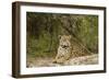 Jaguar Resting-MaryAnn McDonald-Framed Photographic Print