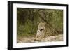 Jaguar Resting-MaryAnn McDonald-Framed Photographic Print