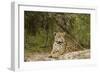 Jaguar Resting-MaryAnn McDonald-Framed Photographic Print