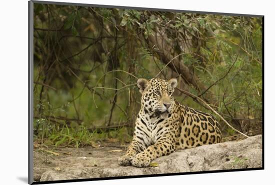 Jaguar Resting-MaryAnn McDonald-Mounted Photographic Print