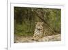 Jaguar Resting-MaryAnn McDonald-Framed Photographic Print