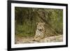 Jaguar Resting-MaryAnn McDonald-Framed Photographic Print