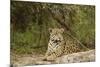 Jaguar Resting-MaryAnn McDonald-Mounted Photographic Print