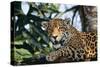 Jaguar Side View, Sitting in a Tree, Close Up-null-Stretched Canvas