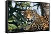 Jaguar Side View, Sitting in a Tree, Close Up-null-Framed Stretched Canvas