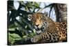 Jaguar Side View, Sitting in a Tree, Close Up-null-Stretched Canvas