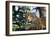 Jaguar Side View, Sitting in a Tree, Close Up-null-Framed Photographic Print