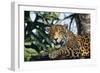 Jaguar Side View, Sitting in a Tree, Close Up-null-Framed Photographic Print