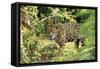 Jaguar Side View, Stalking-null-Framed Stretched Canvas