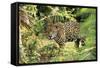 Jaguar Side View, Stalking-null-Framed Stretched Canvas