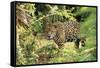 Jaguar Side View, Stalking-null-Framed Stretched Canvas