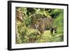 Jaguar Side View, Stalking-null-Framed Photographic Print