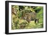 Jaguar Side View, Stalking-null-Framed Photographic Print