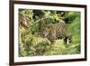 Jaguar Side View, Stalking-null-Framed Photographic Print