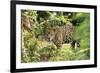 Jaguar Side View, Stalking-null-Framed Photographic Print