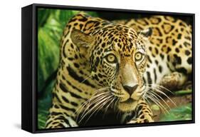 Jaguar Sitting, Looking Alert-null-Framed Stretched Canvas