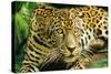 Jaguar Sitting, Looking Alert-null-Stretched Canvas