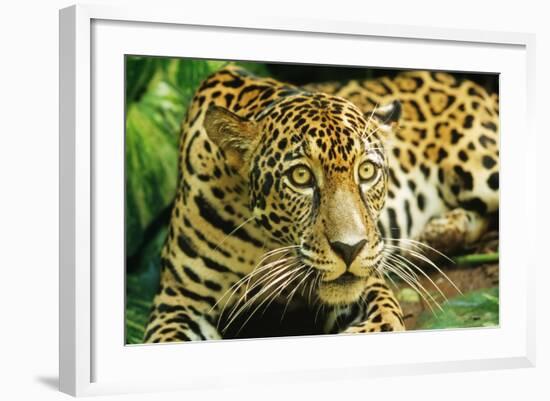Jaguar Sitting, Looking Alert-null-Framed Photographic Print