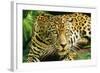 Jaguar Sitting, Looking Alert-null-Framed Photographic Print