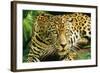 Jaguar Sitting, Looking Alert-null-Framed Photographic Print