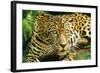 Jaguar Sitting, Looking Alert-null-Framed Photographic Print