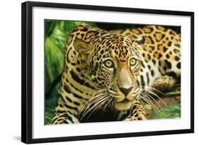 Jaguar Sitting, Looking Alert-null-Framed Photographic Print