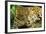 Jaguar Sitting, Looking Alert-null-Framed Photographic Print